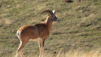 Anadolu Yaban Koyunu’nun üretimi devam ediyor