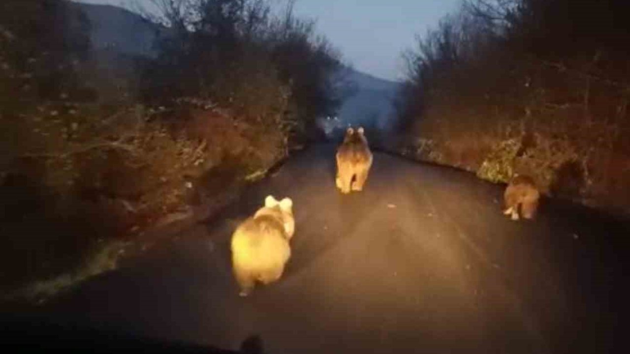 Anne ayı ve yavruları kamerada