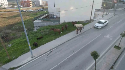 Arnavutköy’de başıboş gezen atlar tehlike saçıyor