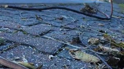 Artvin’in ardından Trabzon’da da yılanlar kış uykusuna yatmadı