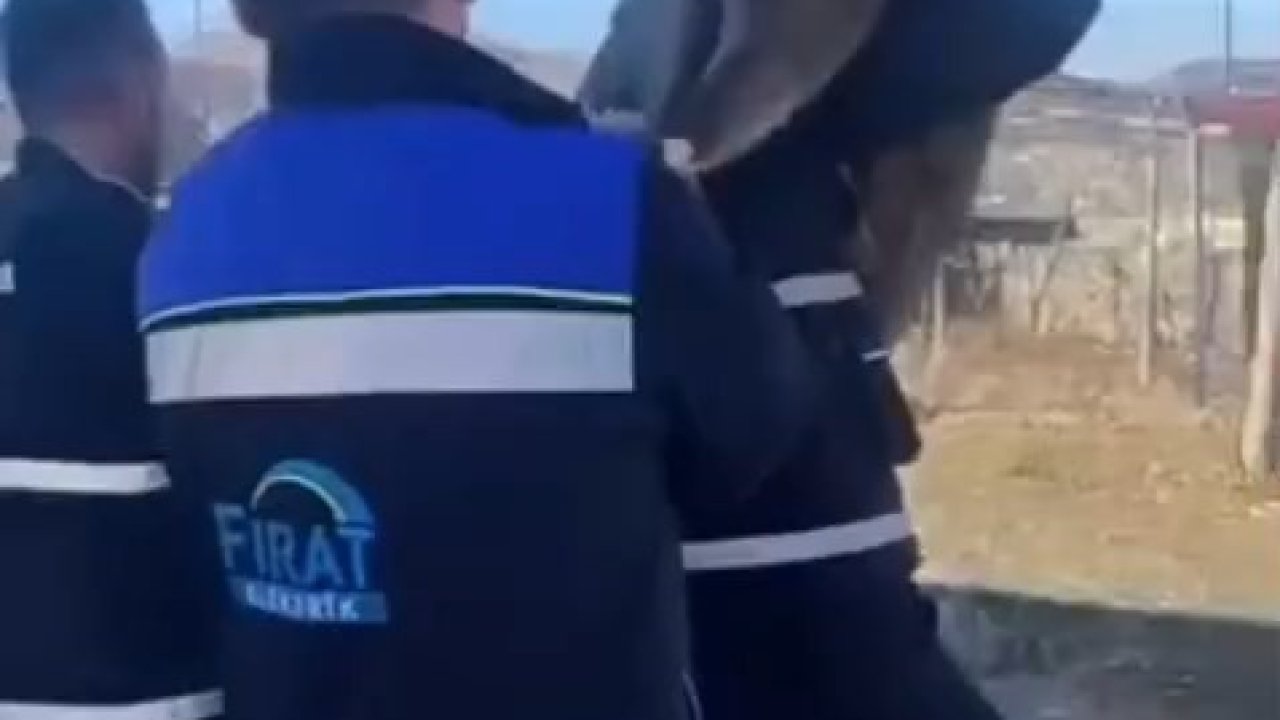 Bahçe çitine sıkışan yaban keçisini FEDAŞ ekipleri kurtardı