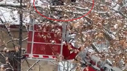 Bayburt’ta ağaç dallarına dolanan kargayı itfaiye kurtardı