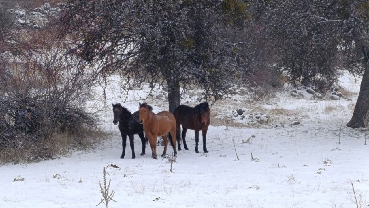Beypazarı’nda yılkı atları kartpostallık görüntüler oluşturdu