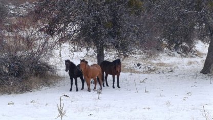 Beypazarı’nda yılkı atları kartpostallık görüntüler oluşturdu