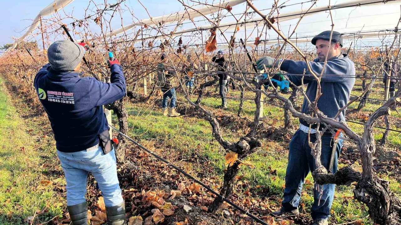 Buldan’ın tescilli üzümlerinin yetiştiği asmalar yeni sezona hazırlanıyor