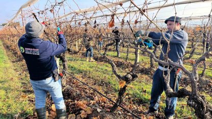 Buldan’ın tescilli üzümlerinin yetiştiği asmalar yeni sezona hazırlanıyor