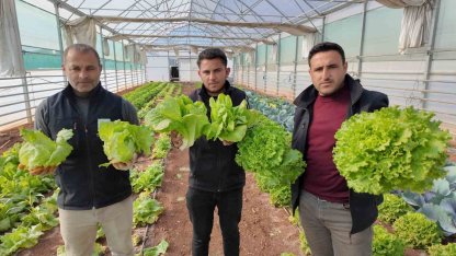 Büyükşehir Belediyesi seralarında kışlık sebze hasadı başladı