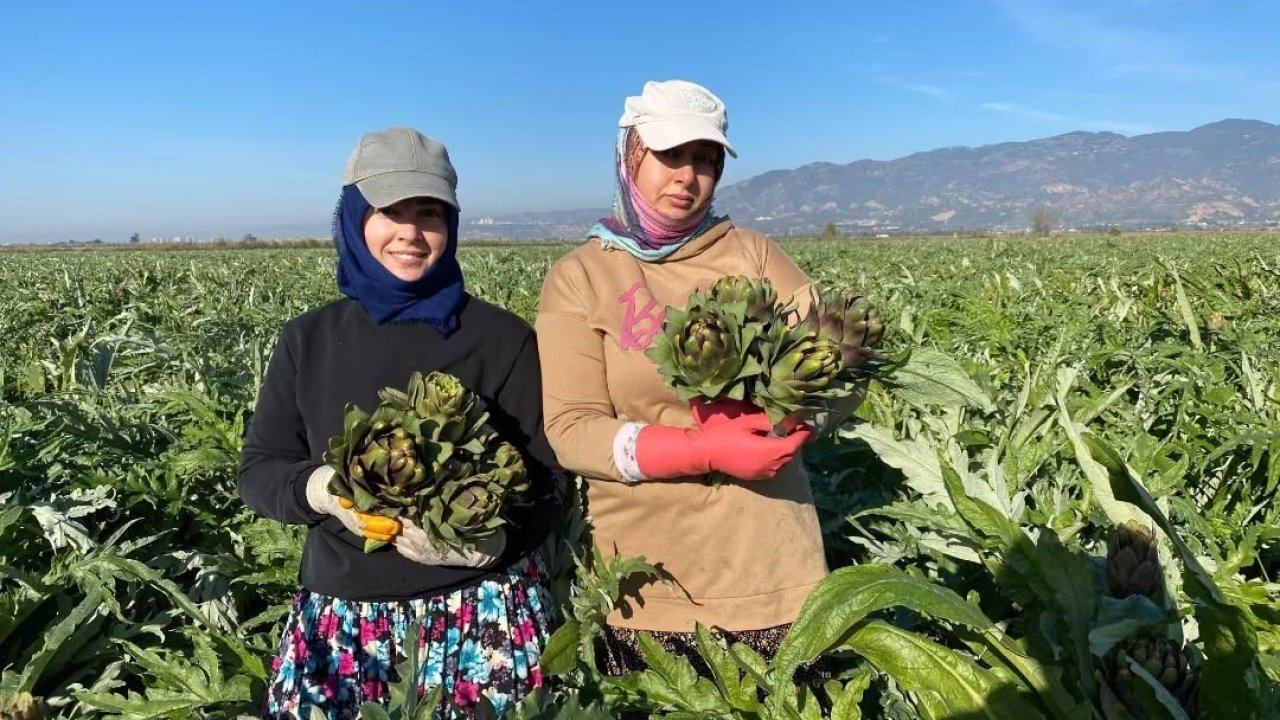 Coğrafi İşaretli Aydın Enginarı’nda yılın ilk hasadı yapıldı