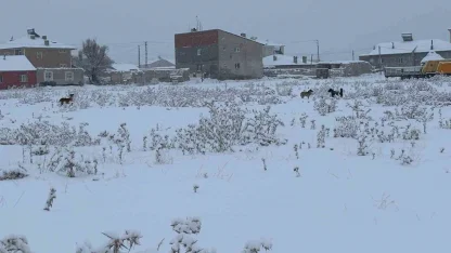 Diyadin’de başıboş köpekler tedirgin ediyor