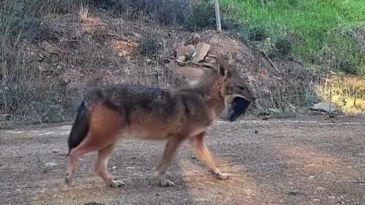 Doğanın sert yüzü: Çakal ağzında domuz bacağıyla görüntülendi