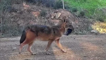 Doğanın sert yüzü: Çakal ağzında domuz bacağıyla görüntülendi