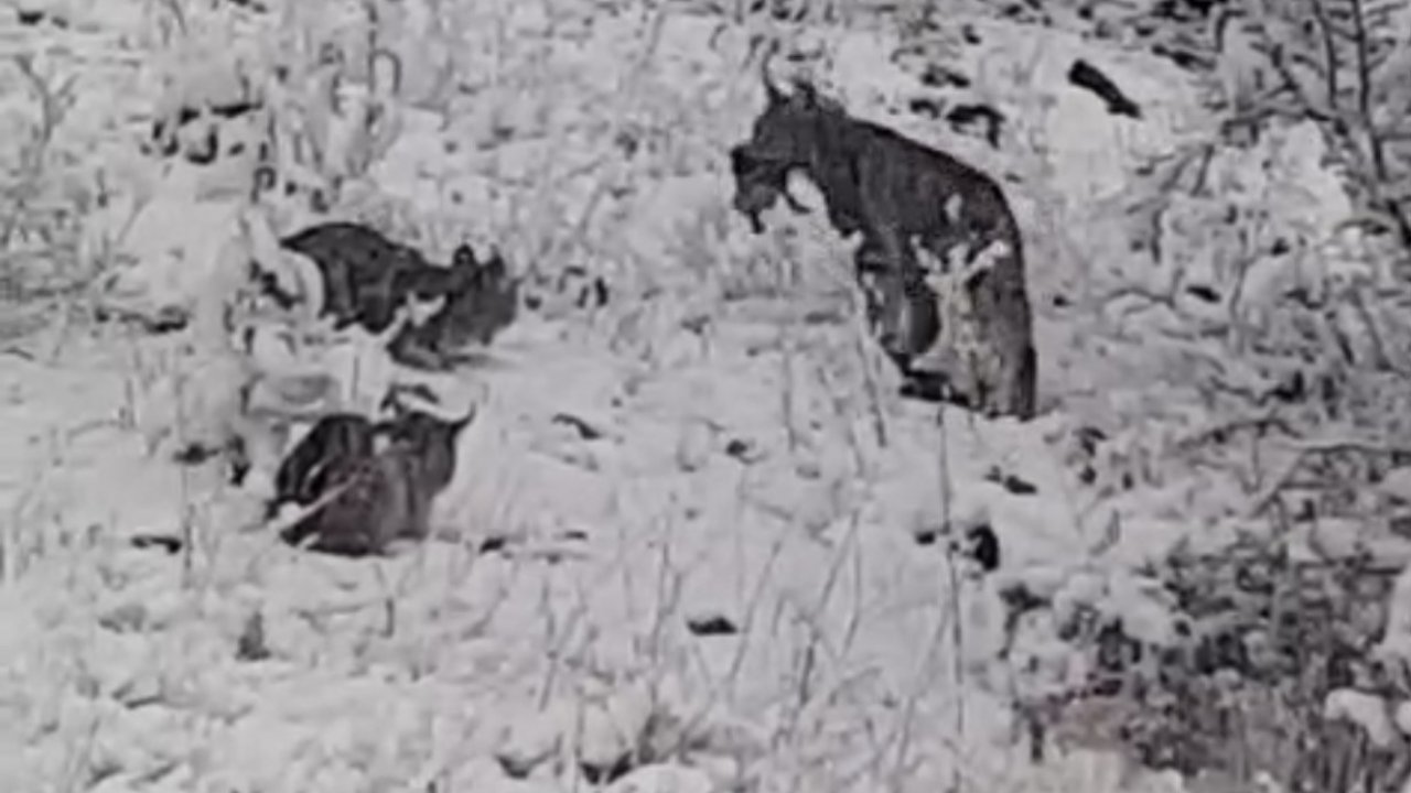 Elazığ’da vaşak ailesi görüntülendi