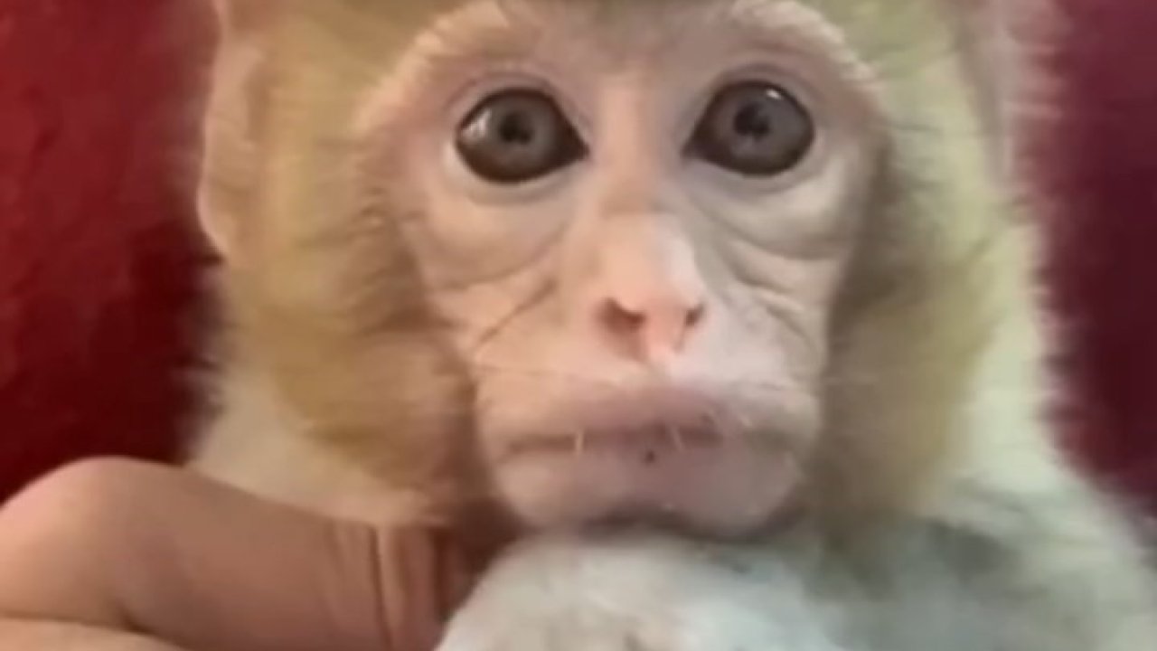 Elazığ’da yakalanan maymun koruma altına alındı