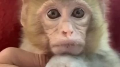 Elazığ’da yakalanan maymun koruma altına alındı