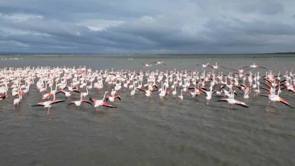 Enez Gala Gölü flamingolara ev sahipliği yapıyor