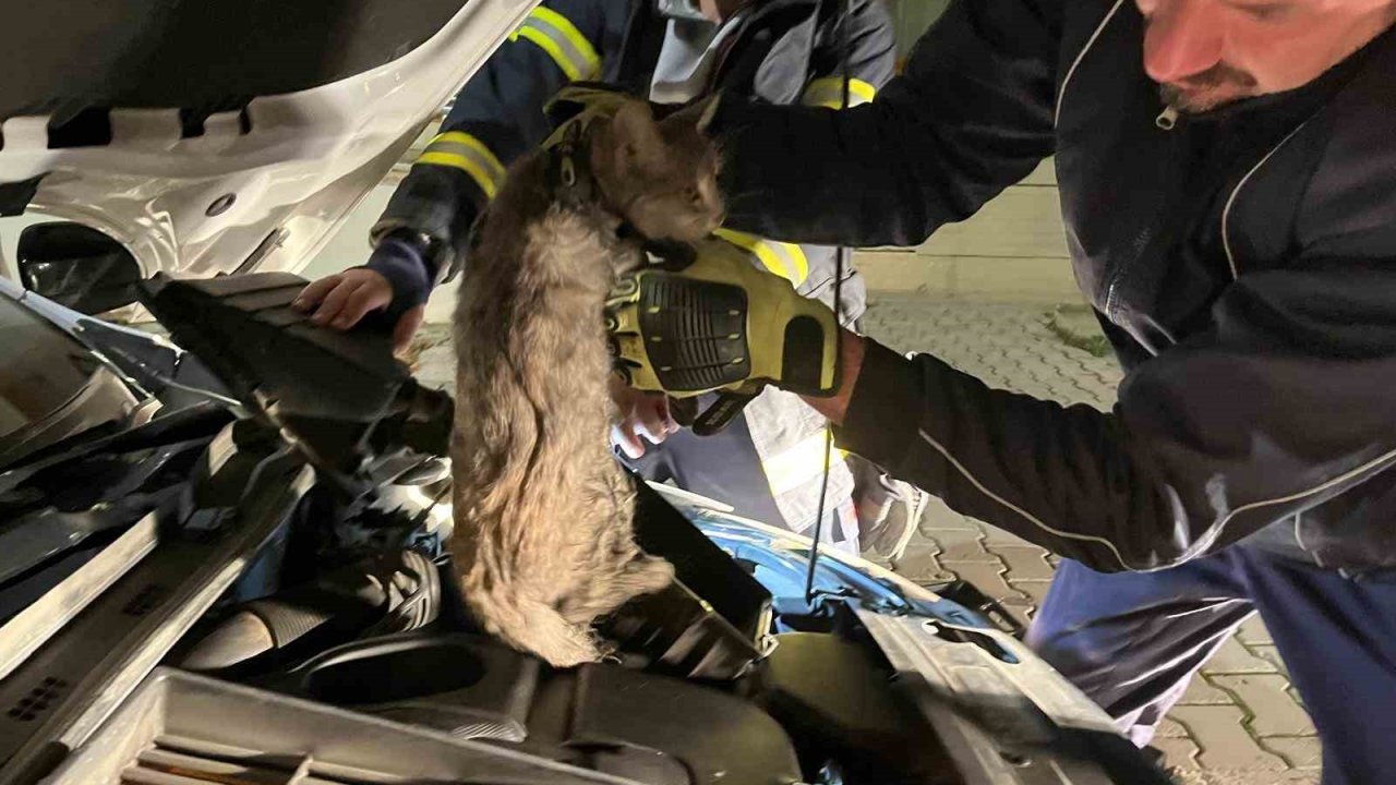 Erzincan’da aracın motor bölmesine sıkışan kediyi itfaiye ekipleri kurtardı