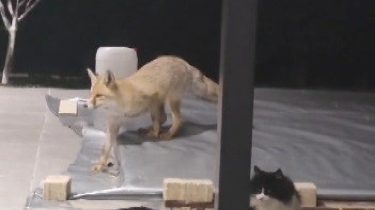 Erzincan’da kedilerin mamasına göz diken tilki kedinin saldırısına uğradı