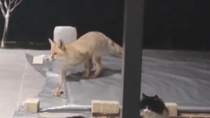 Erzincan’da kedilerin mamasına göz diken tilki kedinin saldırısına uğradı