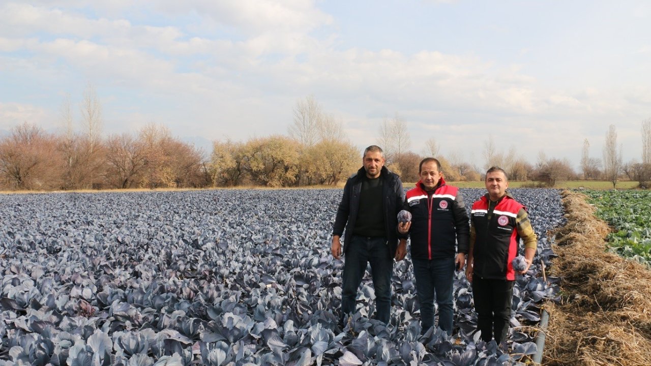 Erzincan’da kış ortasında sebze hasadı