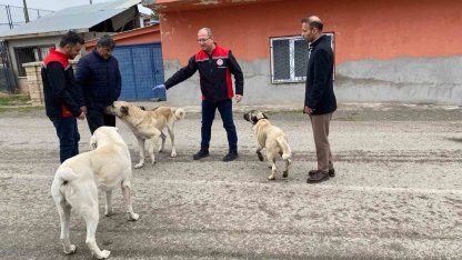 Erzincan’da sokak köpeklerine kuduz aşısı