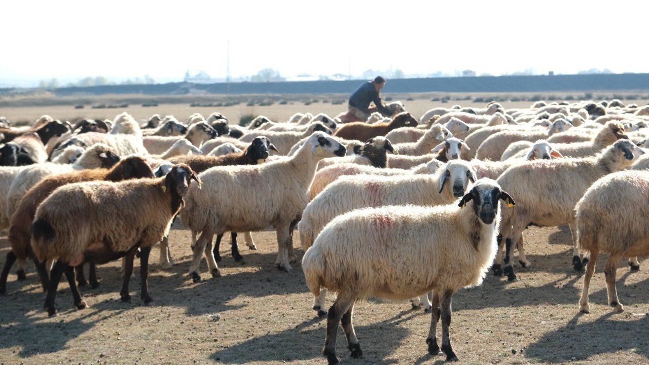 Erzincan’da sürüler merada