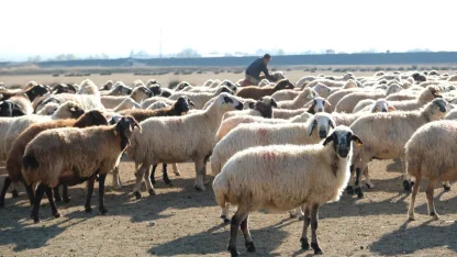 Erzincan’da sürüler merada