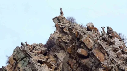 Erzurum’da yaban hayatı fotokapanlara takıldı