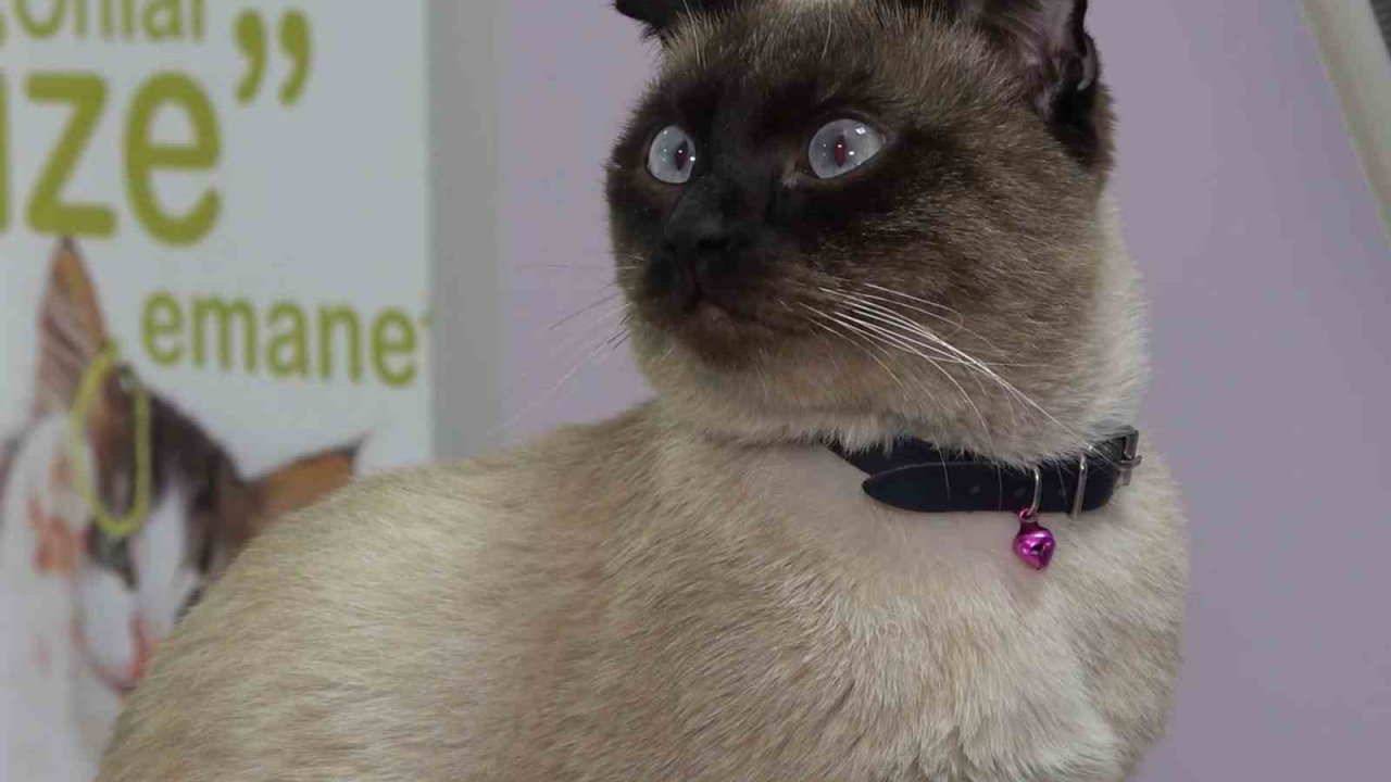 Evcil hayvan sahiplerine "mikroçip" uyarısı: Son gün 31 Aralık, taktırmayana ceza