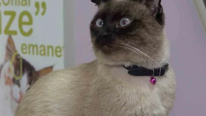 Evcil hayvan sahiplerine "mikroçip" uyarısı: Son gün 31 Aralık, taktırmayana ceza