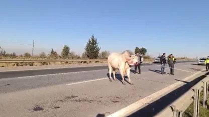 Firari anguslar uyuşturucu iğneyle tek tek avlandı