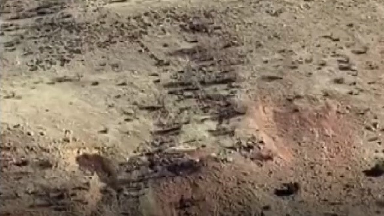 Gercüşlü çiftçilerin domuz tedirginliği