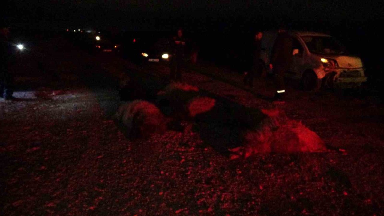 Hafif ticari araç sürüye daldı, 10’dan fazla koyun telef oldu