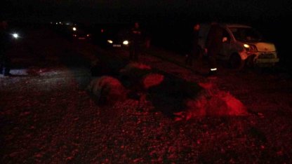 Hafif ticari araç sürüye daldı, 10’dan fazla koyun telef oldu