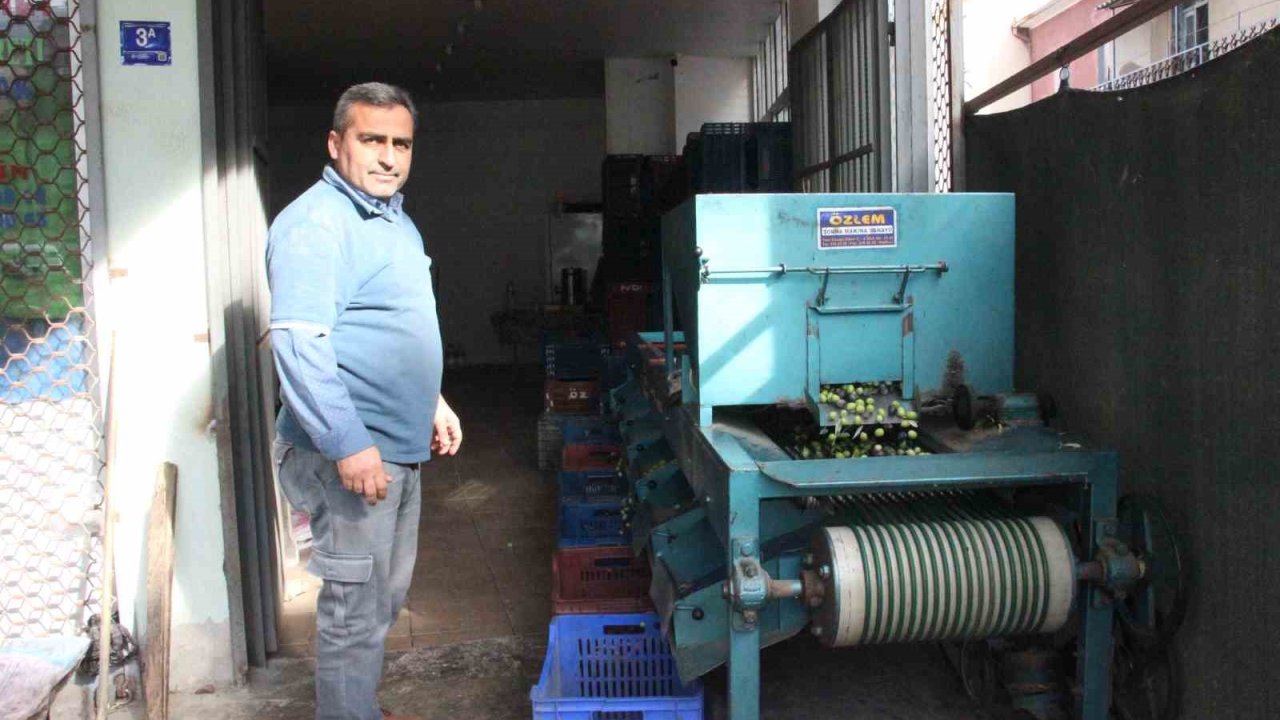 Hasat edilen zeytinler boyuna göre ayrılıyor, fiyatı kaliteyle şekilleniyor