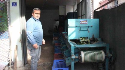 Hasat edilen zeytinler boyuna göre ayrılıyor, fiyatı kaliteyle şekilleniyor