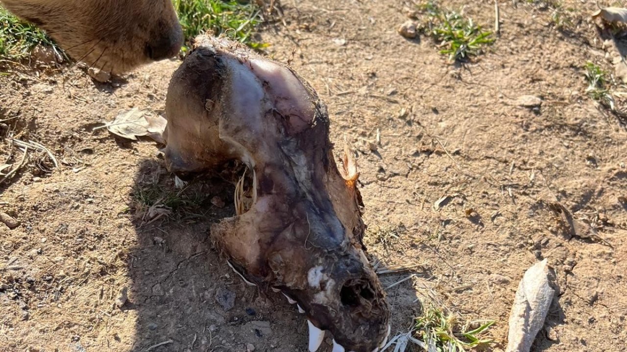 Hayvan sevgisini istismar etti, köpekler açıktan birbirini yedi