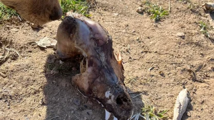 Hayvan sevgisini istismar etti, köpekler açıktan birbirini yedi