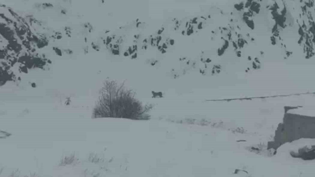 Iğdır’da aç kalan 3 vaşak köye indi