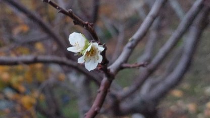 İnatçı erik soğukta çiçek açtı