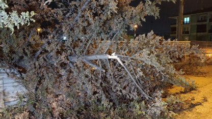 İnegöl’de rüzgarın etkisiyle ağaç devrildi