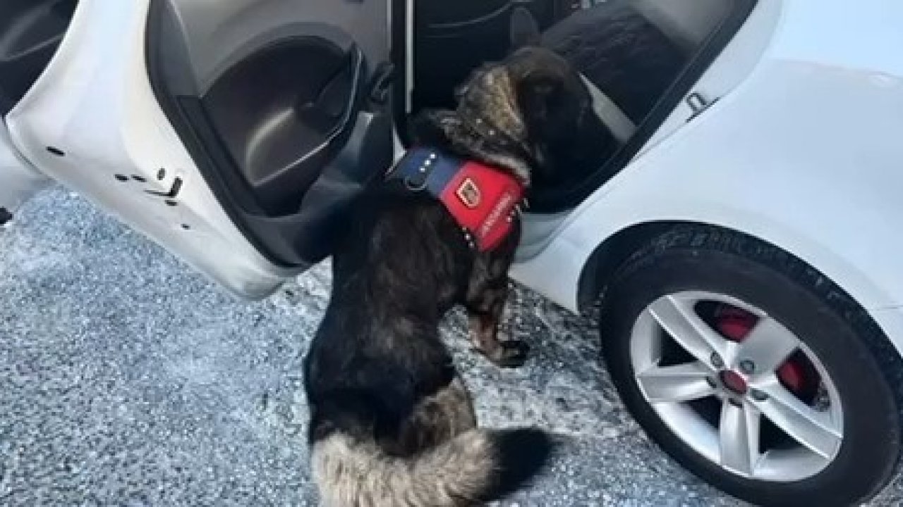 Jandarma tarafından Muğla’da yapılan denetimde bir haftada 80 şahıs yakalandı