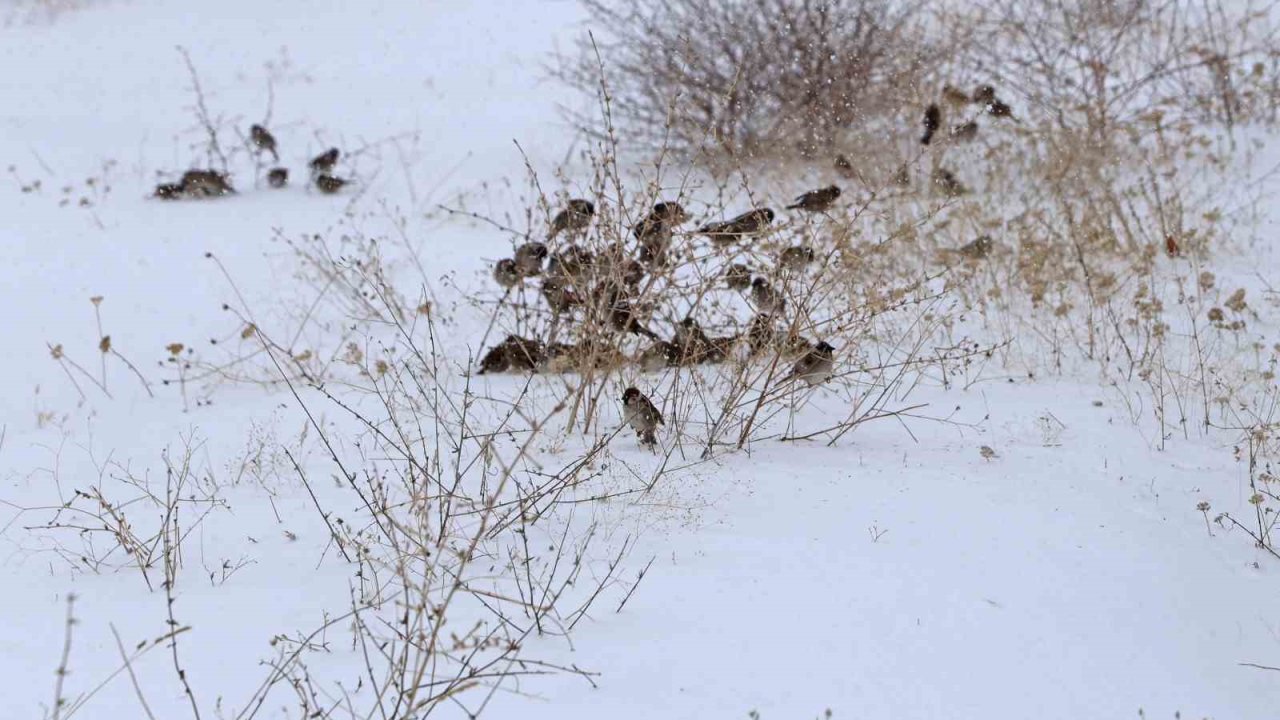 Kar esareti kuşları da etkiliyor