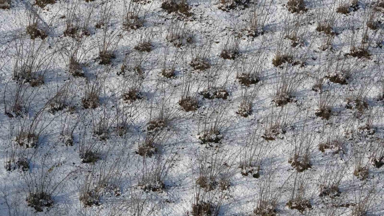 Karadeniz’deki kar yağışı, fındık ve diğer tarım ürünlerine yaradı