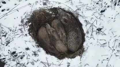 Kars’ta yumak halinde uyuyan domuz ailesi görüntülendi