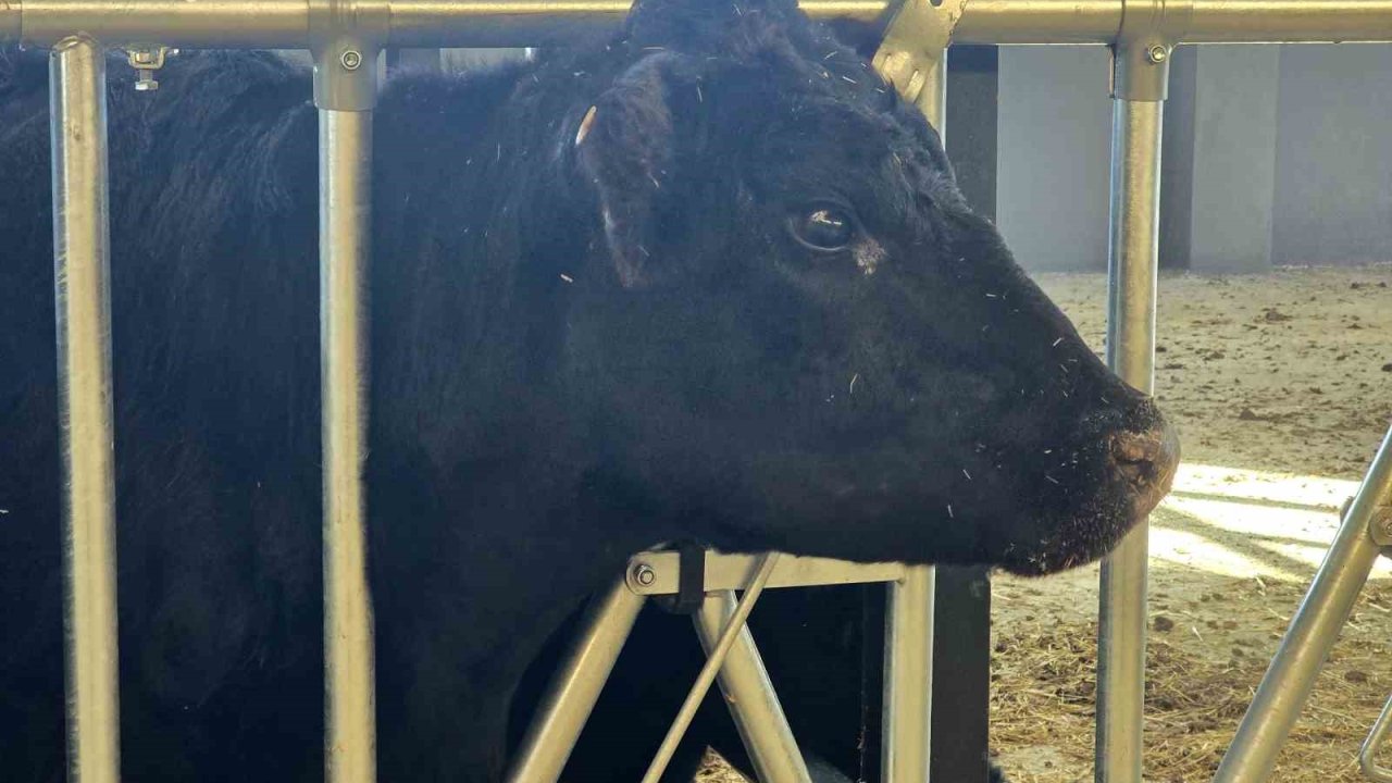 Kırsalda Bereket Hayvancılığa Destek Projesi, 2028 yılına kadar sürecek