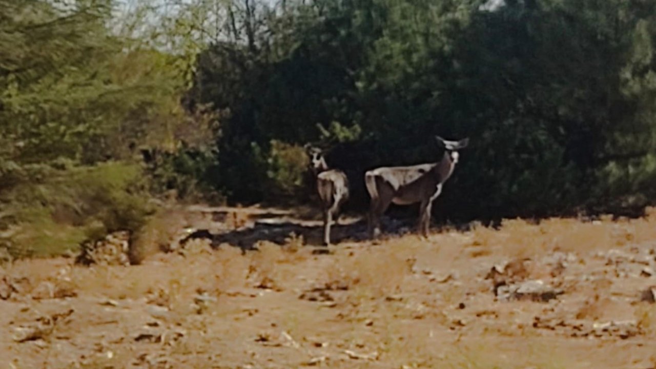 Kızıl geyikler aylar sonra Spil Dağı’nda yeniden görüntülendi