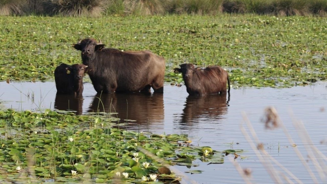 Kızılırmak Deltası’nda manda yetiştiriciliği markalaşarak geleceğe taşınıyor