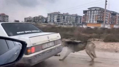 Köpeği aracın arkasına bağlayarak seyretti