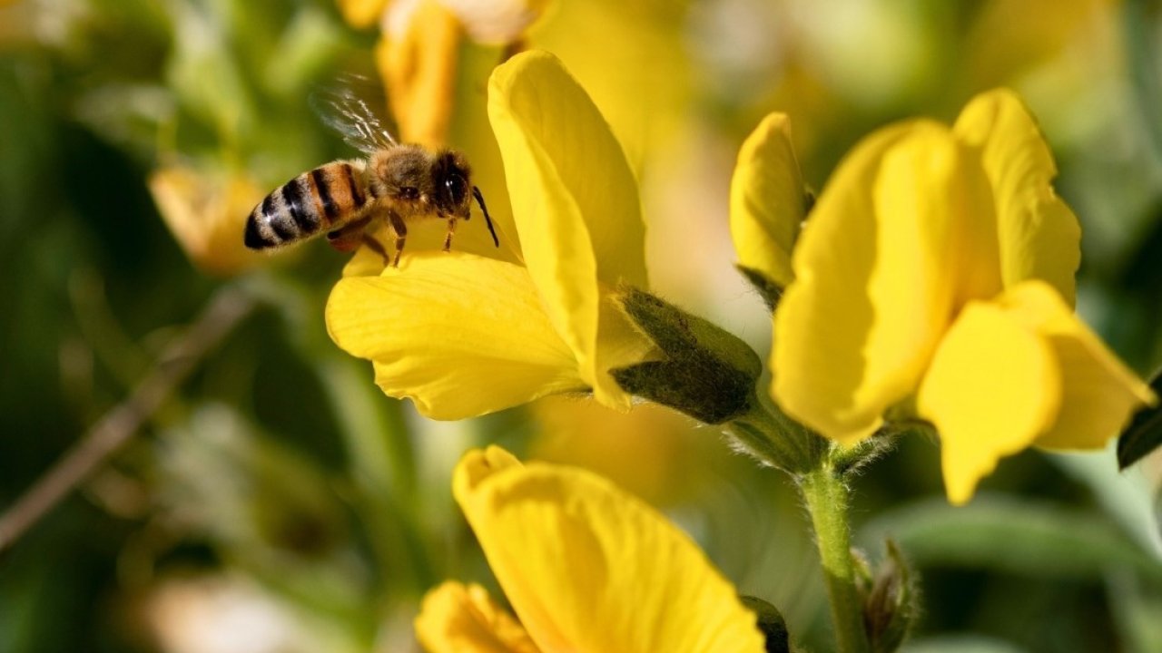 Koruma Altındaki ‘Eber Sarısı’yla ilgili önemli açıklama