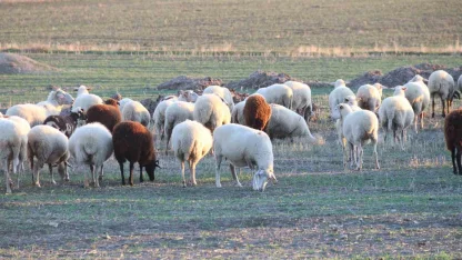 Koyunlar bu kışı kırda otlayarak geçiriyor